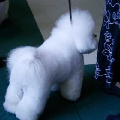 Photo from 2007 BFCC National Specialty