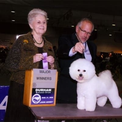 Photo from 2008 American Bichon Frise wins