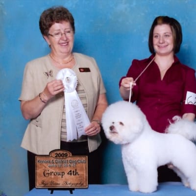 Photo from 2009 Canadian Bichon Frise wins