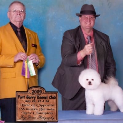Photo from 2009 Canadian Bichon Frise wins