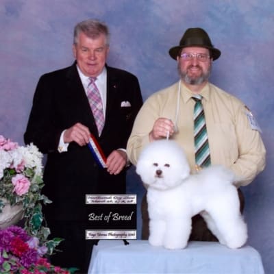 Photo from 2010 Canadian Bichon Frise Wins