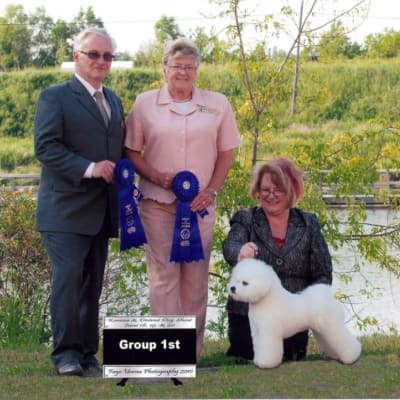 Photo from 2010 Canadian Bichon Frise Wins
