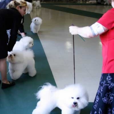 Photo from 2007 BFCC National Specialty