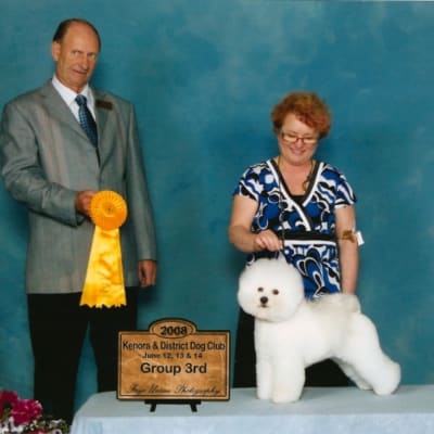 Photo from 2008 Canadian Bichon Frise Wins