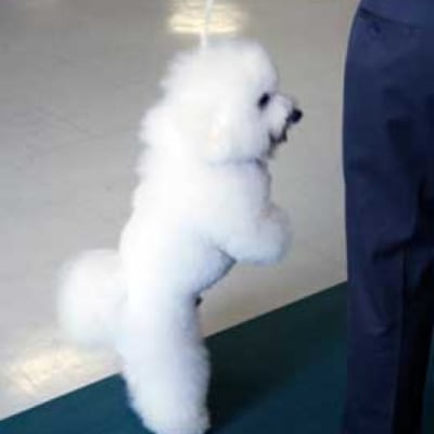 Photo from 2007 BFCC National Specialty