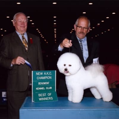 Photo from 2010 American Bichon Frise Wins