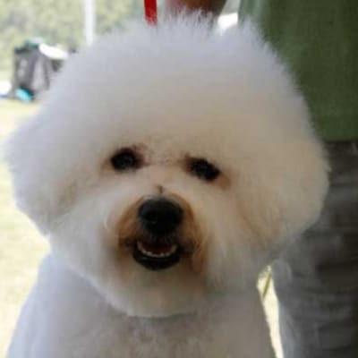 Photo from 2007 BFCC National Specialty