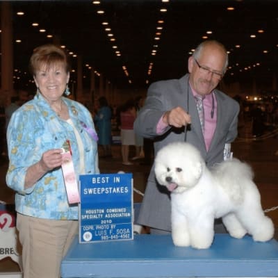 Photo from 2010 American Bichon Frise Wins