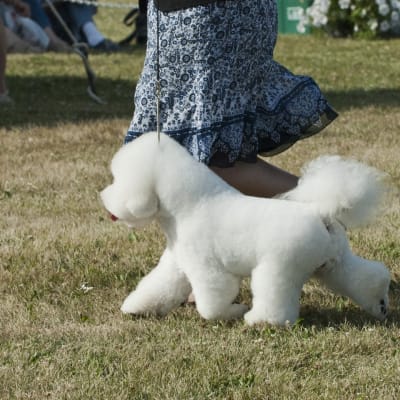 Photo from 2011 Canadian Bichon Frise wins