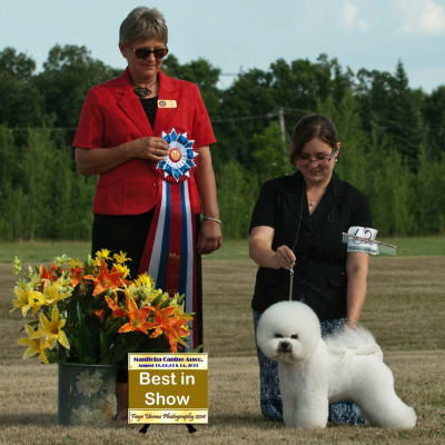 Photo from 2011 Canadian Bichon Frise wins
