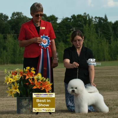 Photo from 2011 Canadian Bichon Frise wins