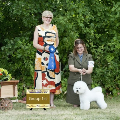 Photo from 2011 Canadian Bichon Frise wins