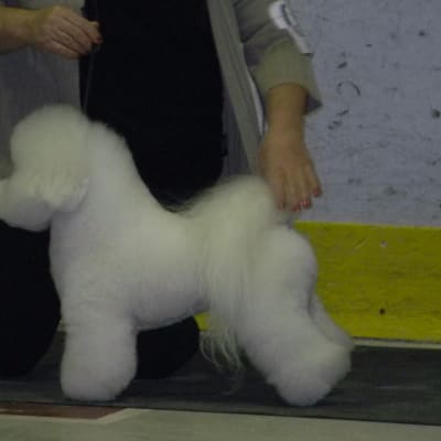 Photo from 2012 Canadian Show wins