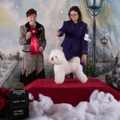Photo from 2010 Canadian Bichon Frise Wins