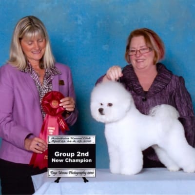 Photo from 2010 Canadian Bichon Frise Wins