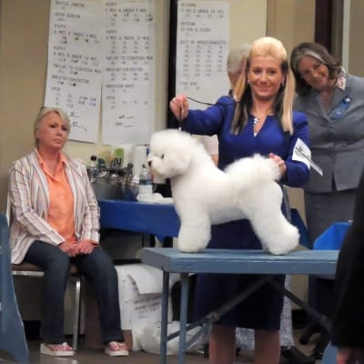 Photo from BFCA NATIONAL SPECIALTY 2017 ATLANTA GA 