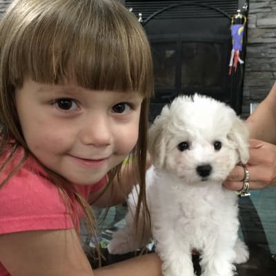 Photo from BFCA NATIONAL SPECIALTY 2017 ATLANTA GA 