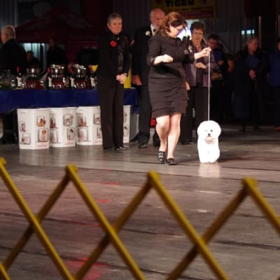 Photo from Show of Shows 2011