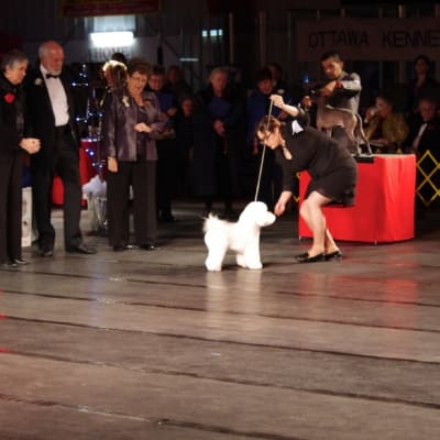 Photo from Show of Shows 2011