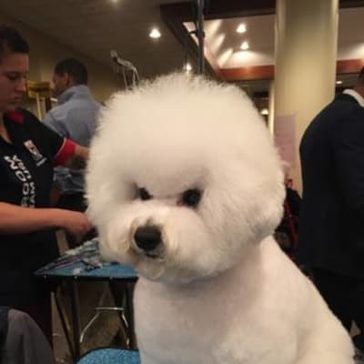 Photo from BFCA NATIONAL SPECIALTY 2017 ATLANTA GA 