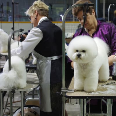 Photo from BFCC 18th National Specialty 2011 Winnipeg, MB