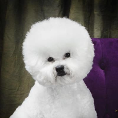 Photo from BFCA NATIONAL SPECIALTY 2017 ATLANTA GA 