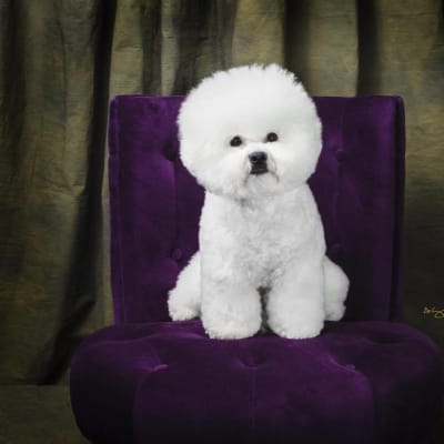 Photo from BFCA NATIONAL SPECIALTY 2017 ATLANTA GA 