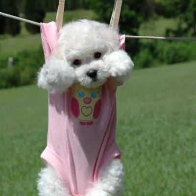 Photo from OUR LITTLE GIRL BEFORE.......