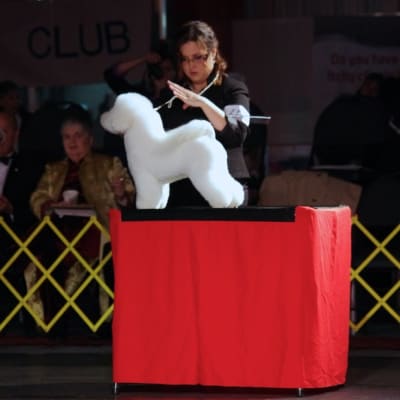 Photo from Show of Shows a Big Success!