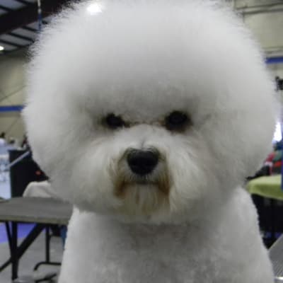 Photo from OUR LITTLE GIRL IN CANADA......