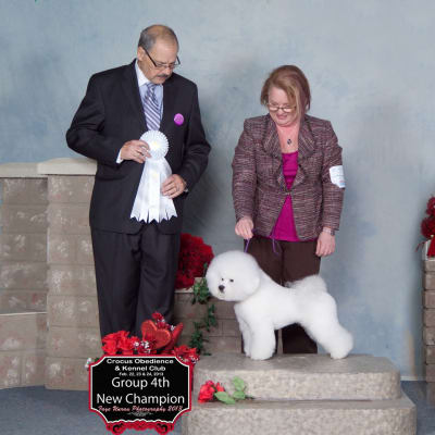 Photo from CH. DALNAVERT LUVIT RHETT BUTLER   "TAZ"