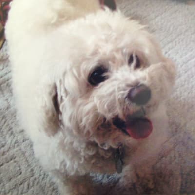 Photo from A special friend crosses over "Rainbow Bridge".....