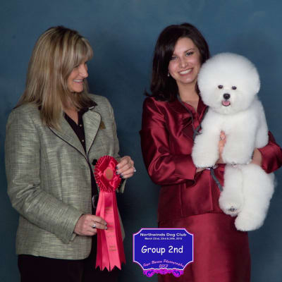 Photo from TAZ... #2 BICHON FRISE IN CANADA..( currently )