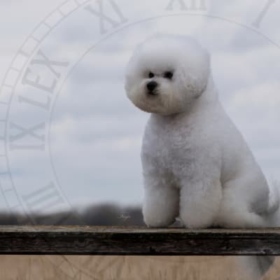 Photo from BICHON FRISE CHAMPIONS OF WELLNESS 2014 CALENDAR .