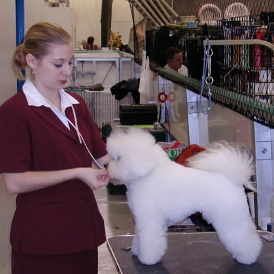 Photo from ANOTHER CANINE SPIRIT CROSSES OVER RAINBOW BRIDGE