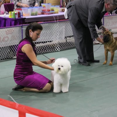 Photo from "PETER" TOOK A "JET PLANE" TO SUCCESS AT THE MCA SHOWS