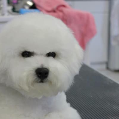 Photo from LUVIT DALNAVERT A MOVADO SPORTIVO  "ROBBIE"