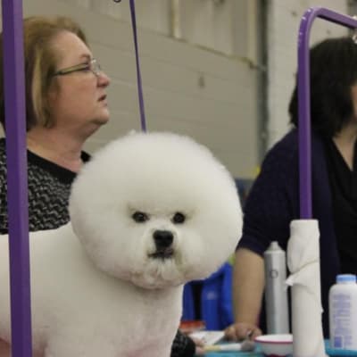 Photo from GROUP 6 SPECIALTY ...MCA SHOW... GROUP 3 WIN