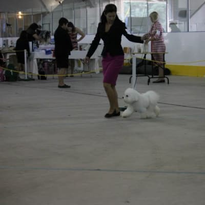 Photo from ROBBIE at the Shamrock Kennel & Ob.Club Show August 25/13