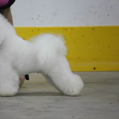 Photo from ROBBIE...OUR 9 MONTH OLD CHAMPION