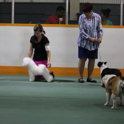 Photo from LUVIT  AND DALNAVERT BICHON FRISE  HAVE A NEW "WATCH"...