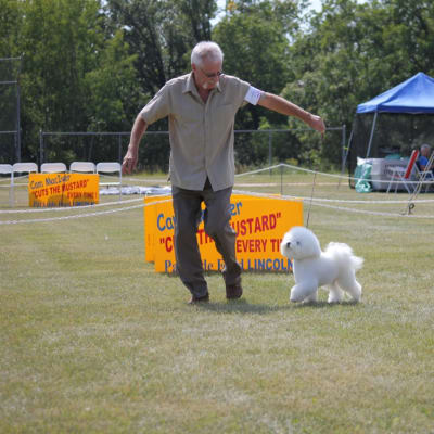 Photo from NEW CHAMPION.... CH. LUVIT'S DALNAVERT LEAVING ON A JET PLANE  "PETER"
