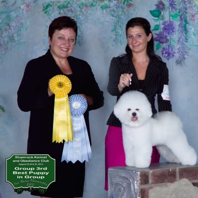 Photo from MBPIS CH. LUVIT DALNAVERT A MOVADO SPORTIVO