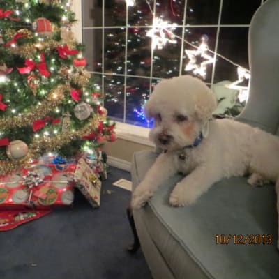 Photo from HAVE A GOOD TRIP "WILSON" OVER RAINBOW BRIDGE.....