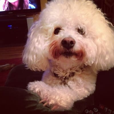 Photo from OUR CONDOLENCES AS ANOTHER SPECIAL ONE PASSES OVER RAINBOW BRIDGE.....