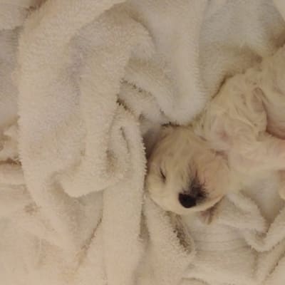 Photo from Robbie's first litter......