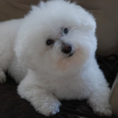 Photo from "UMBERTO"... another kind soul passes over Rainbow Bridge...