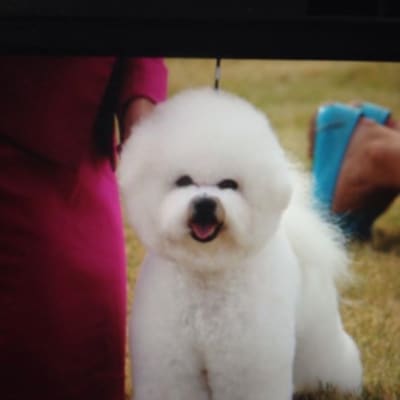 Photo from FGKC SHOW RESULTS DAY 2.....