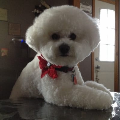 Photo from MERRY CHRISTMAS TO ONE AND ALL !