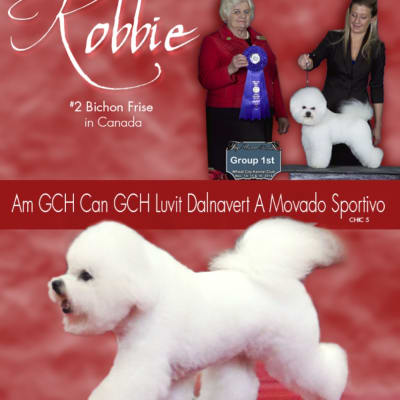 Photo from ROBBIE takes the breed all weekend at the Alberta Kennel Club Show January 16 - 18 ,2015